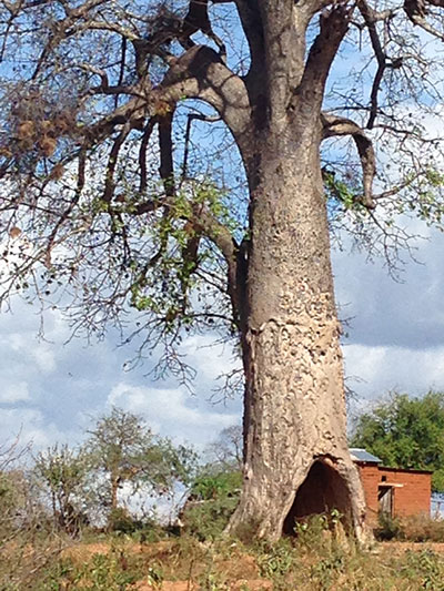 Kibwezi Tree