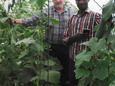 Kenya Greenhouse nursery cucumbers2016 020