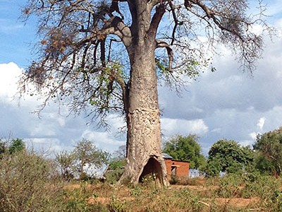 Kibwezi tree