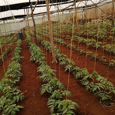 Tomatoes greenhouse Kakuma Refugee Center Nairobi Kenya